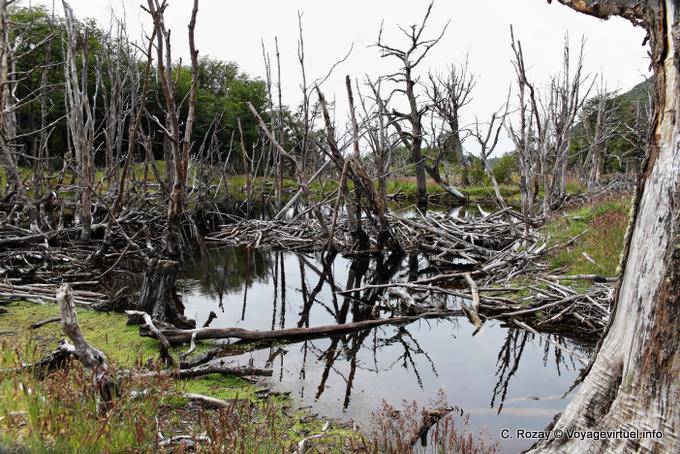 Dead trees and beaver dam, Bahia Lapataia, Parque Nacional Tierra del Fuego, Ushuaia - Argentina