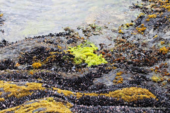 Algae colors and mussels on the shore, Bahia Lapataia, Parque Nacional Tierra del Fuego, Ushuaia - Argentina