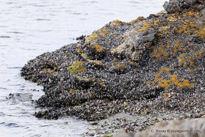 On rock mussel bed, Bahia Lapataia, Parque Nacional Tierra del Fuego, Ushuaia - Argentina
