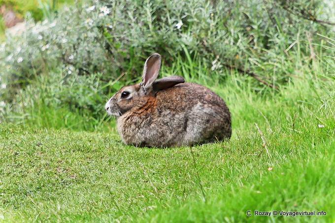 Hare at rest, Ushuaia Tierra del Fuego National Park Rabbit - Argentina