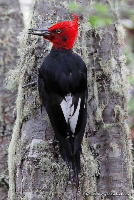 Magellanic woodpecker on a tree trunk, Ushuaia Tierra del Fuego National Park Magellanic Woodpacker - Argentina