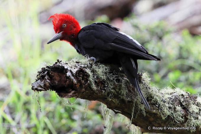 Curious peak Magellan (Campephilus magellanicus), Ushuaia Tierra del Fuego National Park Magellanic Woodpacker - Argentina