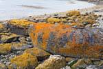 Lichens colors on rocks, Parque Nacional Tierra del Fuego, Ushuaia, Argentina.