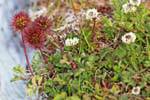 Example of local flora, Parque Nacional Tierra del Fuego, Ushuaia, Argentina.