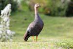 Chloephaga picta Upland Goose female, Parque Nacional Tierra del Fuego, Ushuaia, Argentina.
