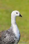 Magellan Goose male, Parque Nacional Tierra del Fuego, Ushuaia, Argentina.