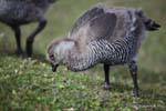 Young female with Chloephaga picta still down, Parque Nacional Tierra del Fuego, Ushuaia, Argentina.