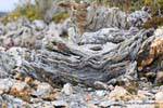Wood tortured, Bahia Lapataia, Parque Nacional Tierra del Fuego, Ushuaia, Argentina.