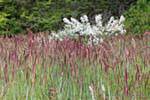 Grasses red inflorescence, Ushuaia National Park Tierra del Fuego Baia Lapataia, Argentina.