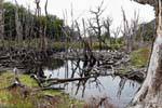 Dead trees and beaver dam, Bahia Lapataia, Parque Nacional Tierra del Fuego, Ushuaia, Argentina.