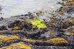 Algae colors and mussels on the shore, Bahia Lapataia, Parque Nacional Tierra del Fuego, Ushuaia, Argentina.