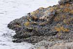 On rock mussel bed, Bahia Lapataia, Parque Nacional Tierra del Fuego, Ushuaia, Argentina.