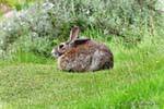 Hare at rest, Ushuaia Tierra del Fuego National Park Rabbit, Argentina.