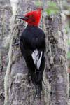 Magellanic woodpecker on a tree trunk, Ushuaia Tierra del Fuego National Park Magellanic Woodpacker, Argentina.