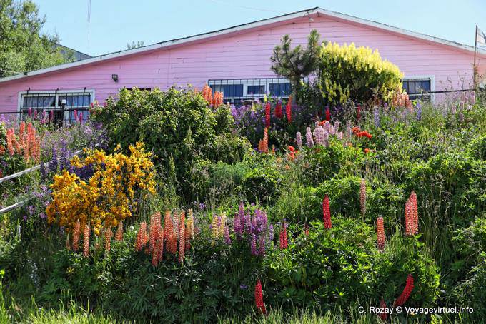 Lupins galore in January, Ushuaia - Argentina