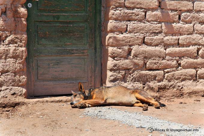 Sleeping dog in front of a door, Calchaquies Valley, Ruta 40 - Argentina