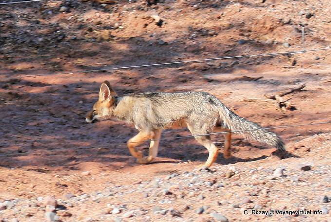 Fox passage Calchaquies Valley, Ruta 40 - Argentina