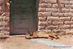 Sleeping dog in front of a door, Calchaquies Valley, Ruta 40, Argentina.