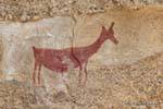 Focus on female guanaco prehistoric, cave painting Tehuelche, Walichu, Argentina.