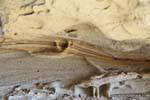 Natural zebra in the rock, archaeological site Tehuelche, Walichu, Argentina.