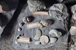 Archaeological finds at the museum, archaeological site Tehuelche, Walichu, Argentina.