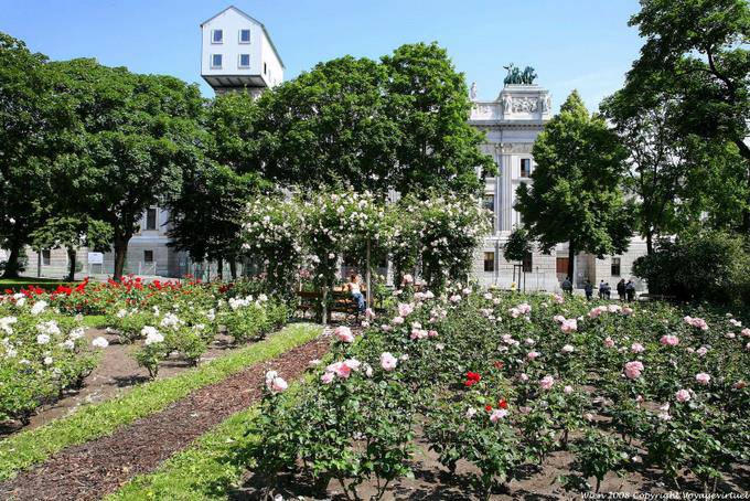 Schmerling Platz Midheaven Roses - Vienna - Austria