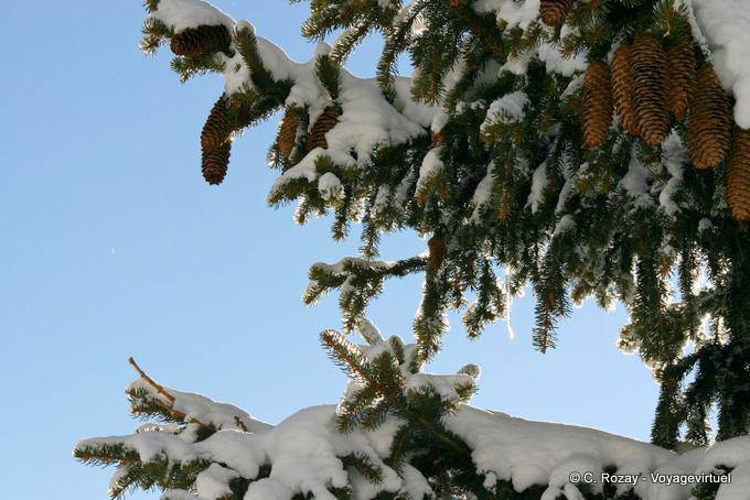 Pinecones, Avoriaz - Alps, France