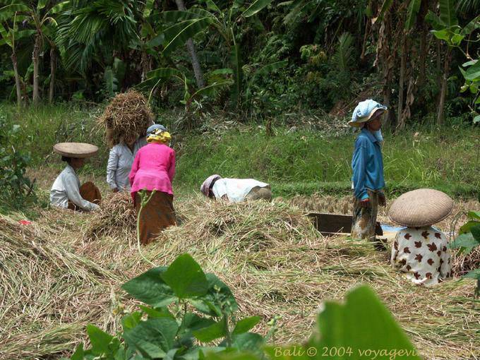 Work in the fields, Bali - Bali
