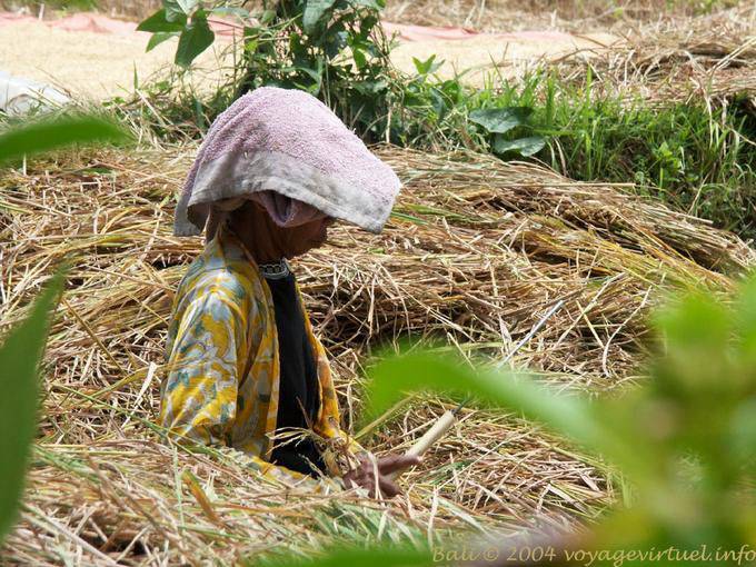 Traditional peasant, Bali - Bali