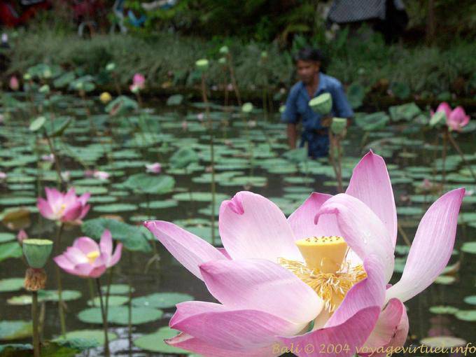 Bangli, lotus flower - Bali