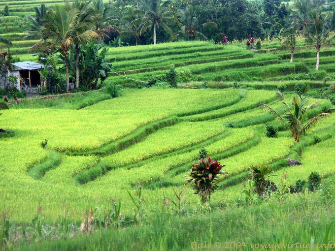 Rice pale green Gunungsari - Bali
