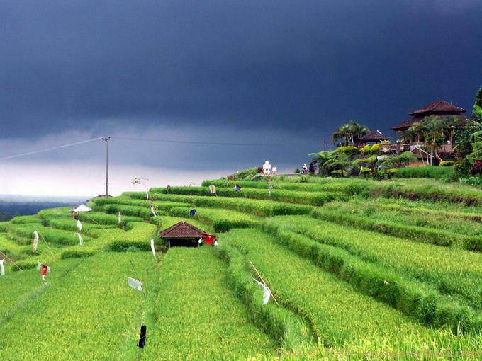 Green paddy fields under a black sky, Gunungsari - Bali