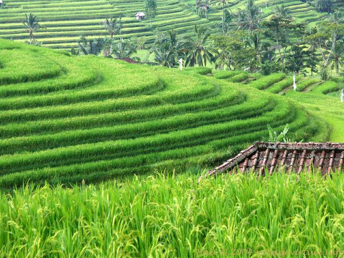 Terraces turn, Gunungsari - Bali