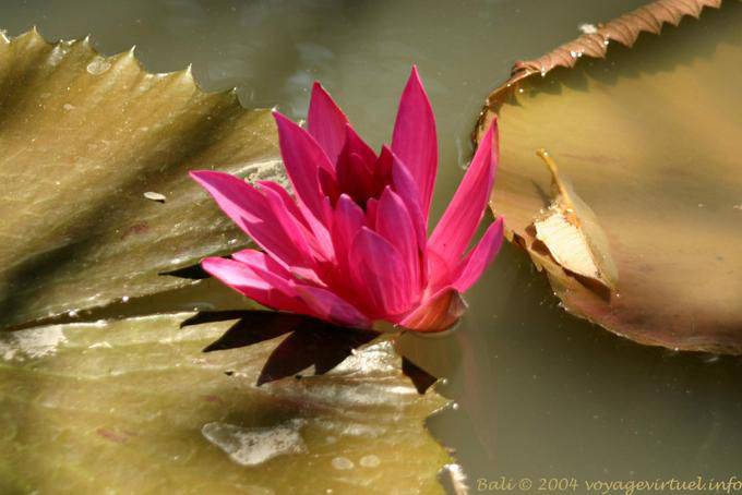 Candidasa bloom - Bali