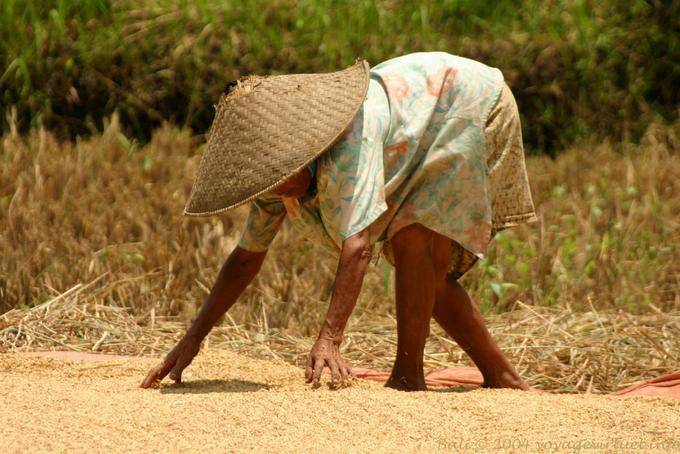 Drying rice, Bali - Bali