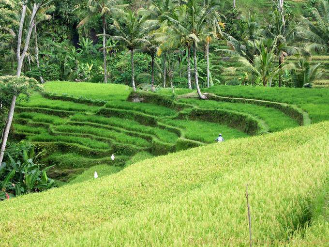 Green paddy Gunung Kawi - Bali