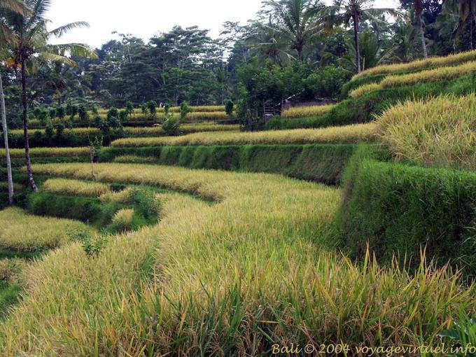 Paddy Floors Gunung Kawi - Bali