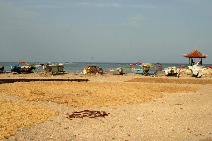 Drying seaweed, Nusa Dua Beach - Bali