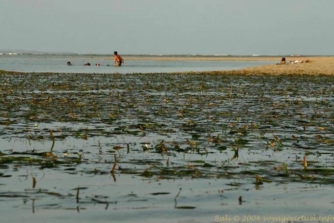 Swimming in algae, Nusa Dua Beach - Bali