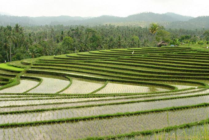 Panorama on the curves of rice fields, Pekutatan - Bali