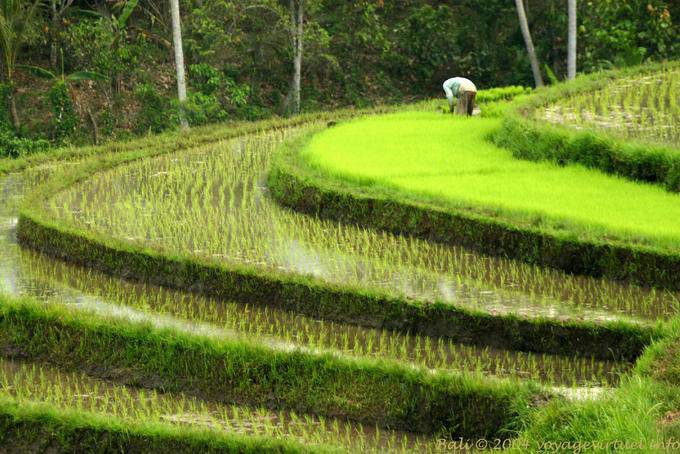 Rice transplanting, Pekutatan - Bali