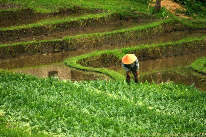 Peasant in green curves Pekutatan - Bali