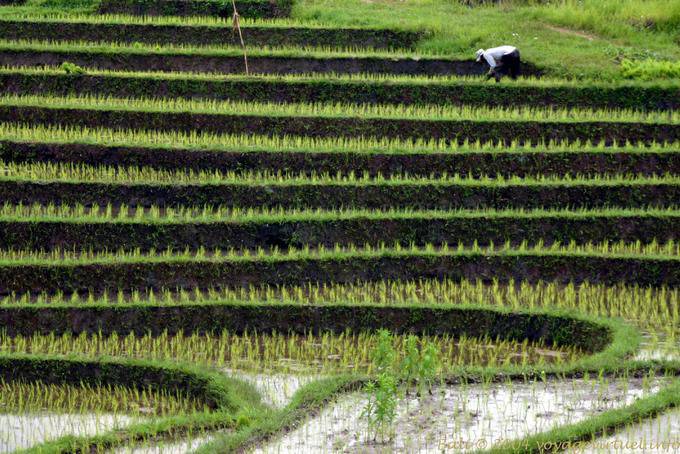 Floors in a rice field, Pekutatan - Bali