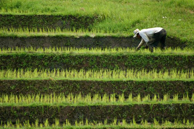 Terrace rice field Pekutatan - Bali