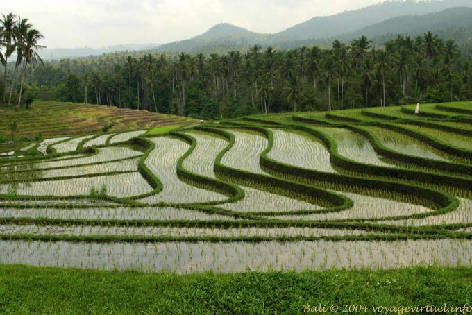 Waves of rice fields, Pekutatan - Bali