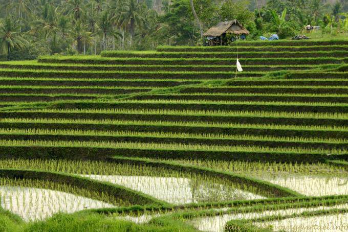 Rice terraces, Pekutatan - Bali
