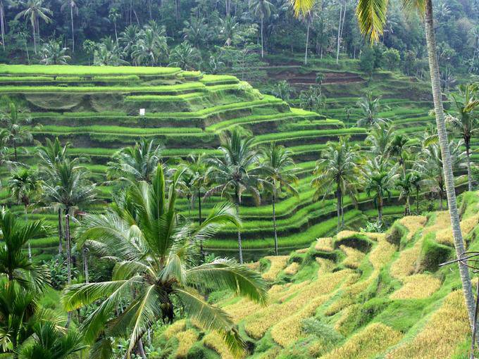 Terracing rice fields, Gunung Kawi - Bali