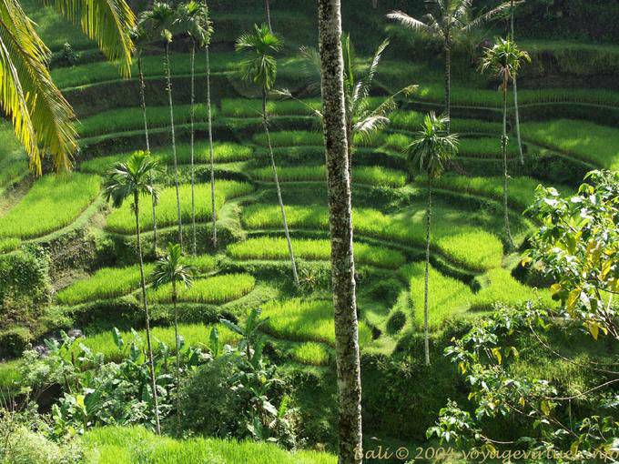 Circus rice fields, Gunung Kawi - Bali