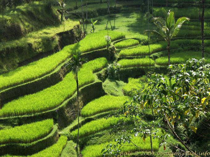 Tender green of the rice growing Pura Gunung Kawi- - Bali