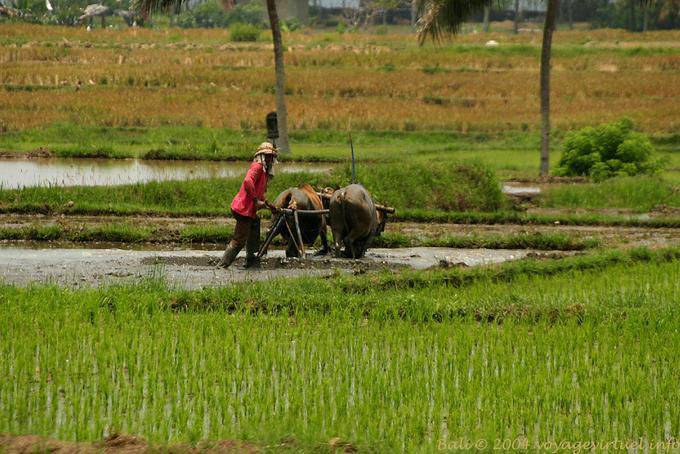 Oxen and plow rice fields, Bali - Bali